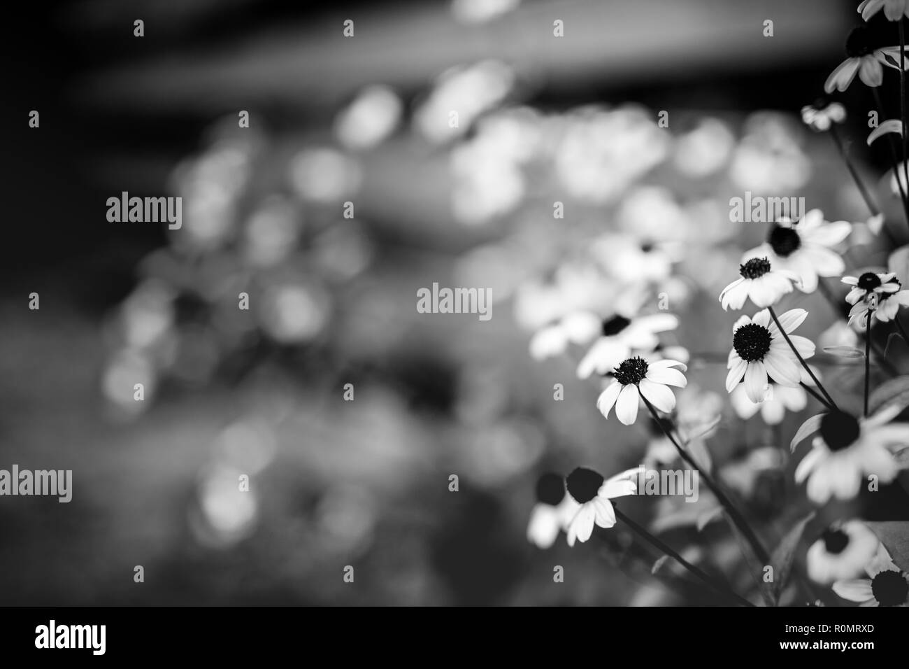 Piccola e bella fiori su sfondo sfocato, natura concetto stagionali. Sfocato sfondo bokeh di fondo e la fioritura fiori gialli Foto Stock