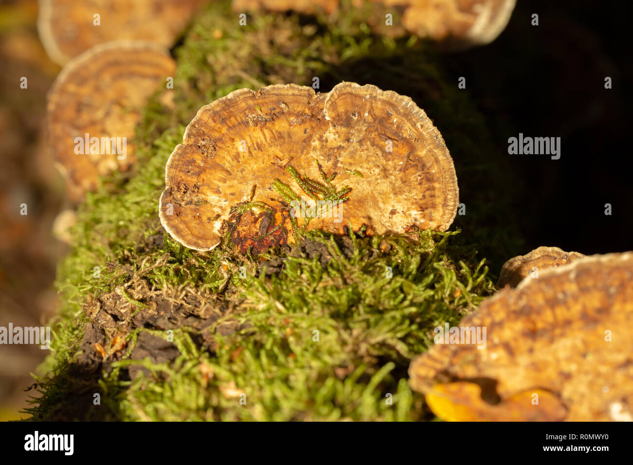 Fotografia a colori di un gruppo della staffa arrossendo polypores crescente sul lato del ramo di salice shot con off il flash della fotocamera con filtro giallo dal di sopra. Foto Stock