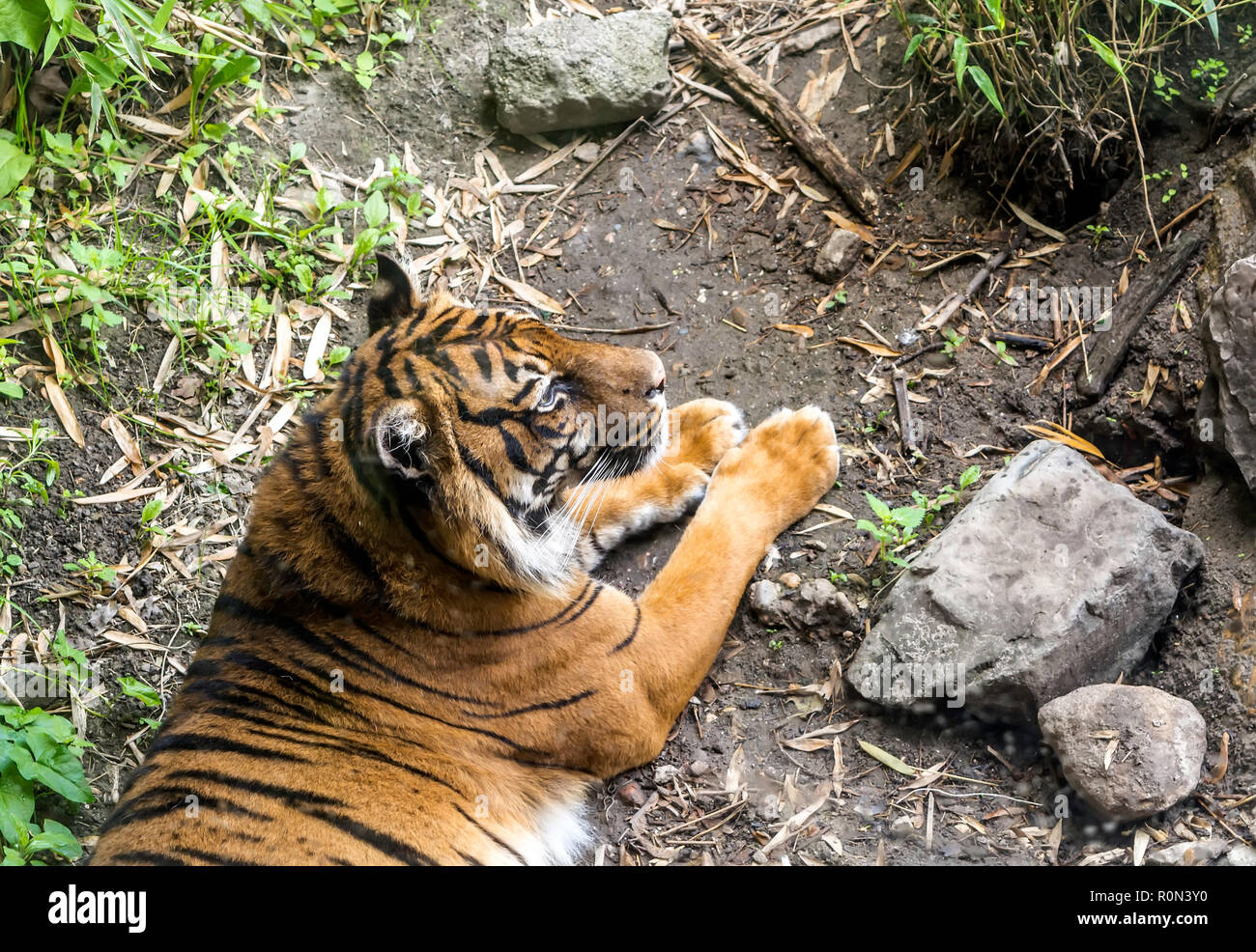 La tigre di Sumatra (Panthera tigris sondaica) giacente serenamente sul terreno. Foto Stock