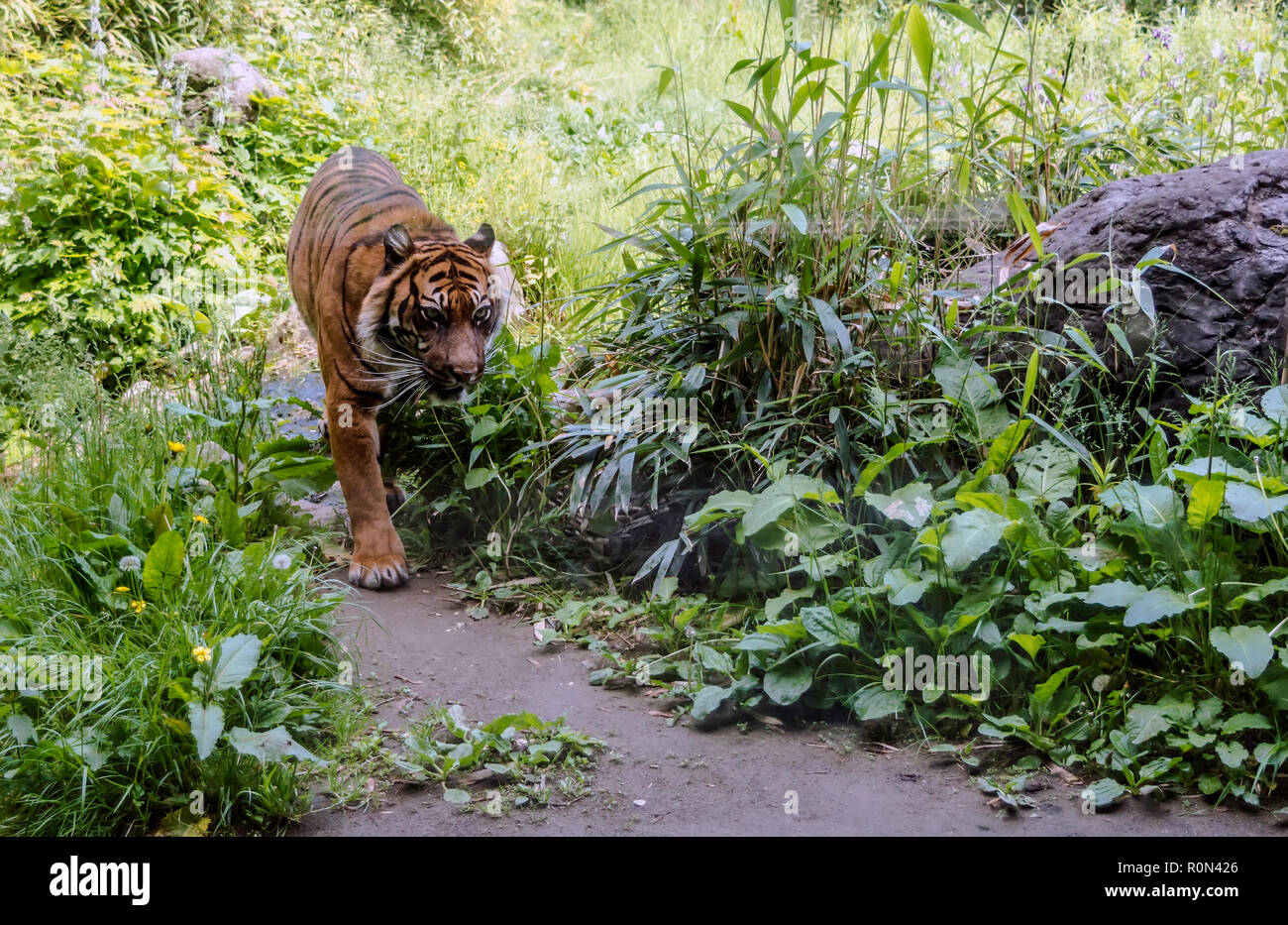La tigre di Sumatra (Panthera tigris sondaica) percorrendo a piedi il sentiero nel bosco. Le tigri sono principalmente rapaci diurni. Foto Stock