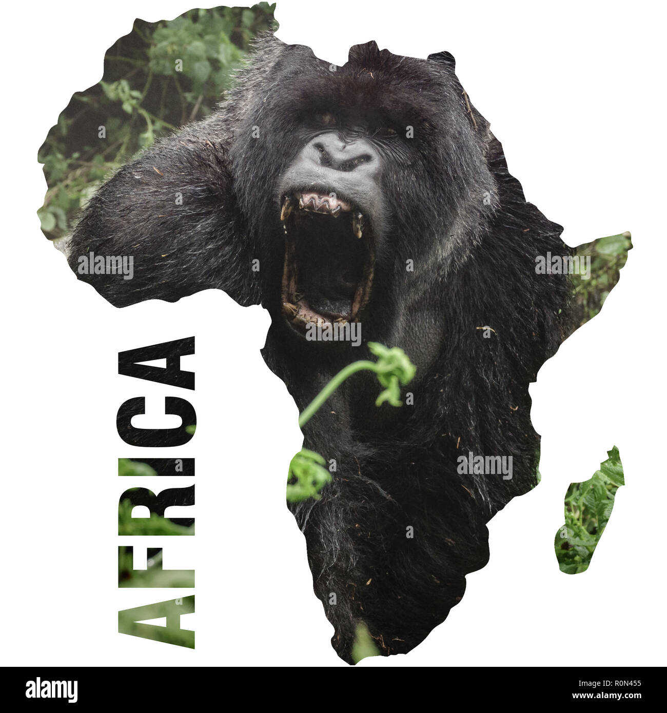 Gorilla Silverback con bocca aperta all'interno di Africa continente di forma Foto Stock