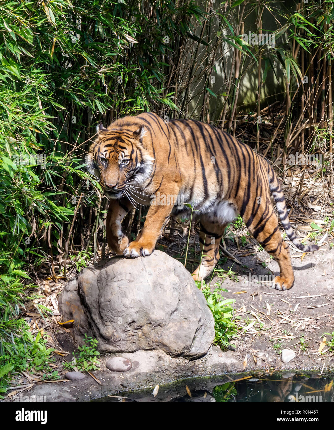 La tigre di Sumatra (Panthera tigris sondaica) in piedi vicino al laghetto. Le tigri sono forti nuotatori e spesso bagnarsi in stagni, laghi e fiumi. Foto Stock