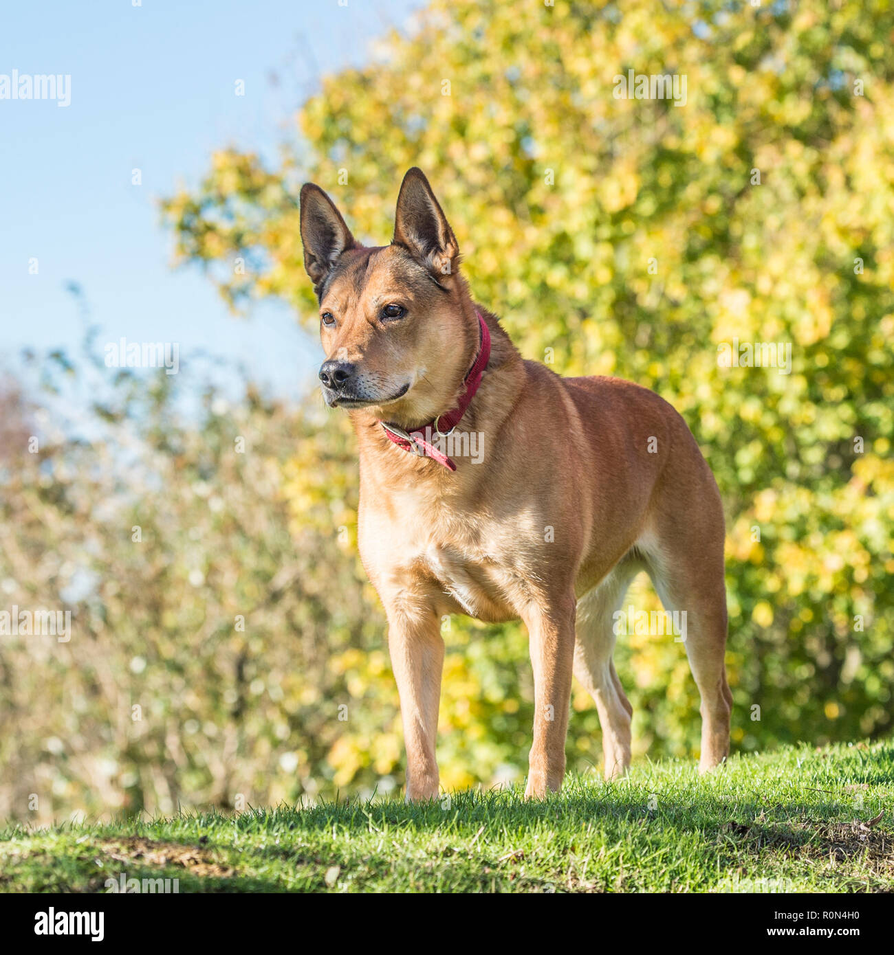 Kelpie cane best sale