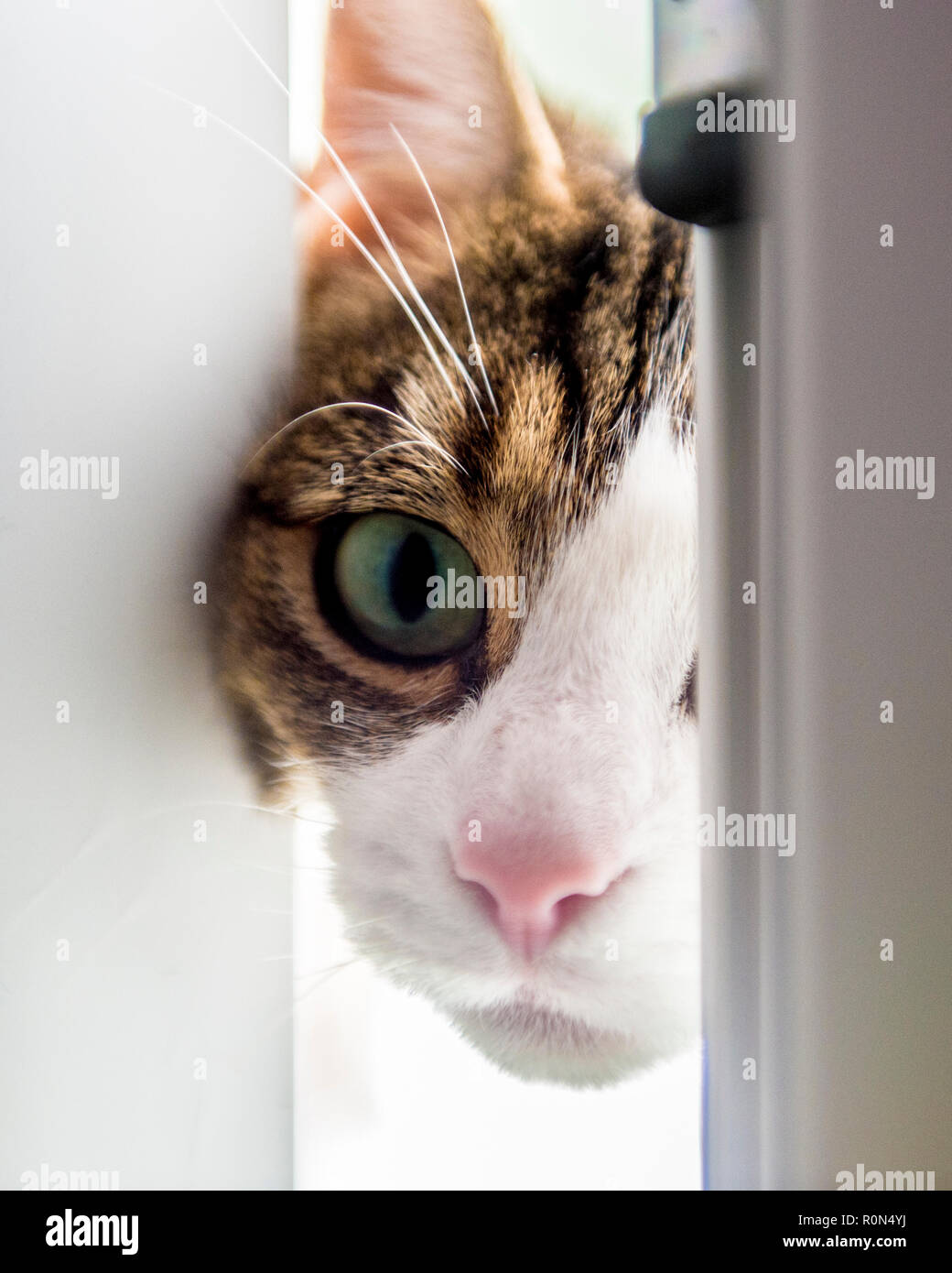 Curioso cat guardando attraverso lo sportello Foto Stock