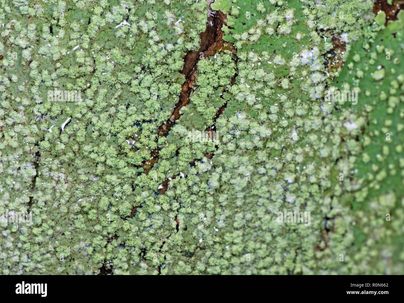 Alghe di licheni bellezza licheni Immagini e Fotos Stock - Alamy