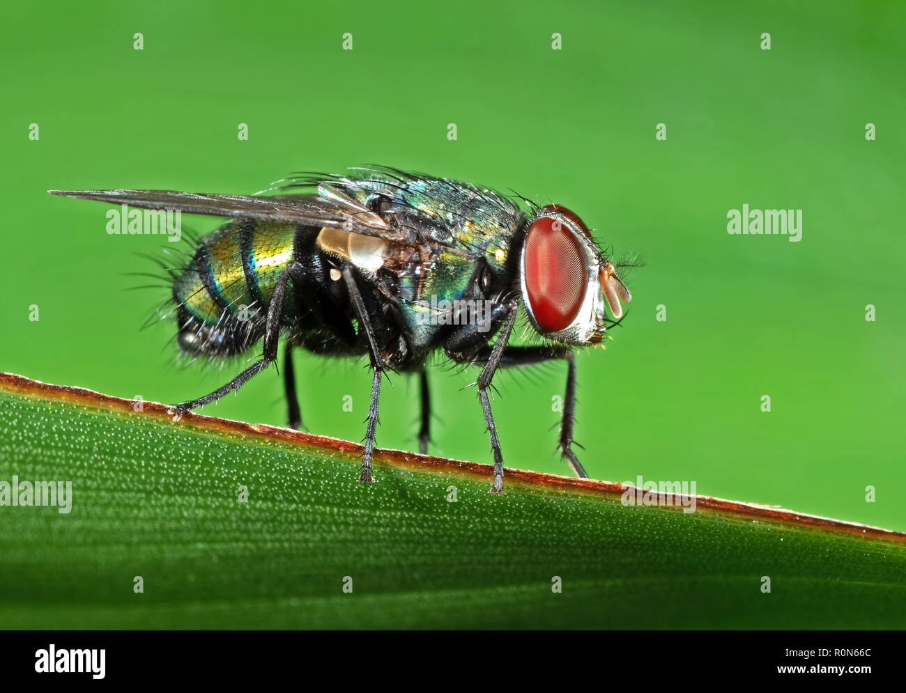 La fotografia macro di soffiare volare sulla foglia verde isolato su sfondo Foto Stock