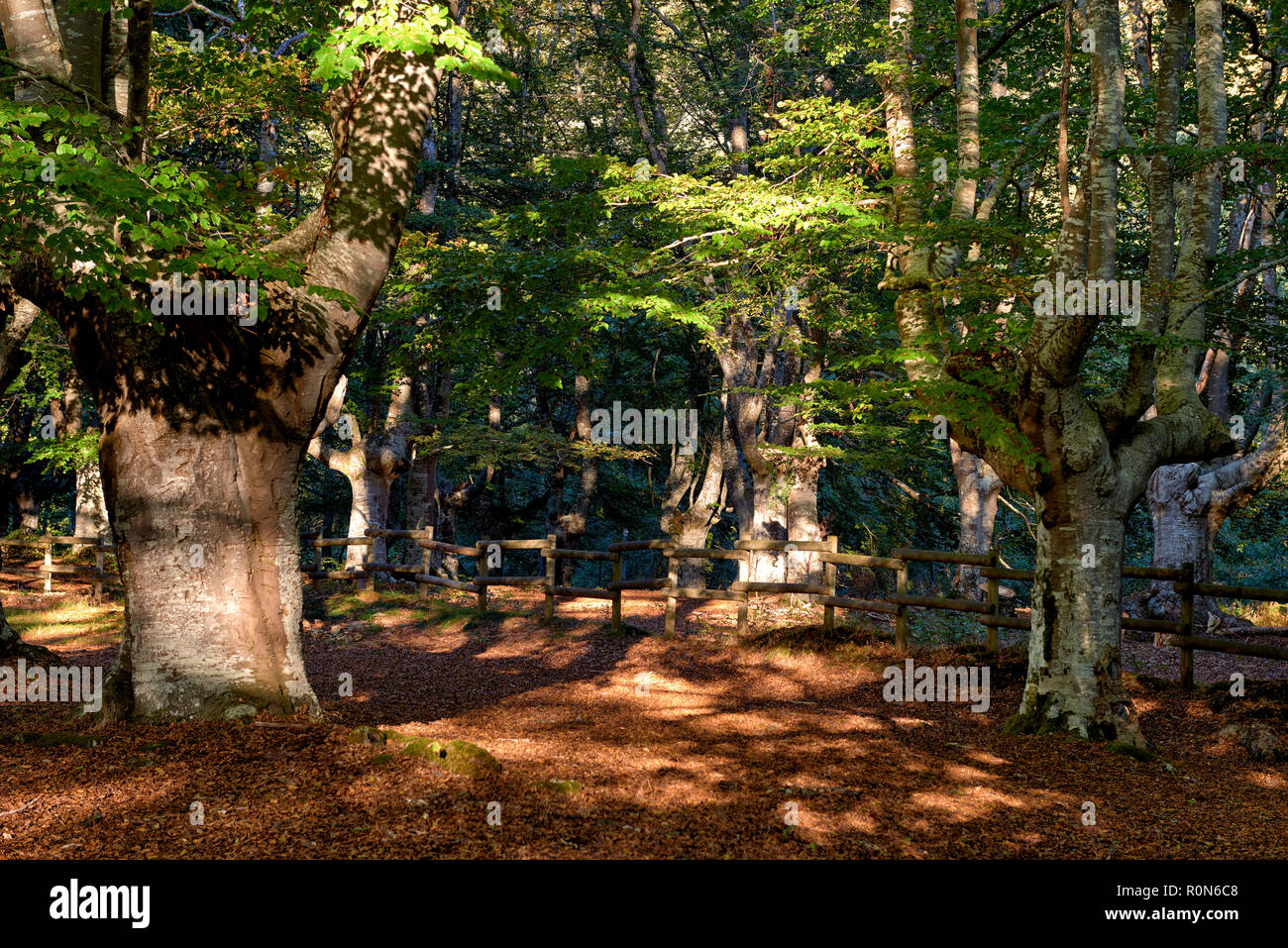 Gorbeia Parco Naturale Alava, Paesi Baschi, Spagna, Europa Foto Stock