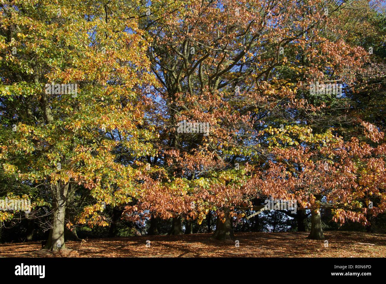 Alberi autunnali su Hampstead Heath Foto Stock