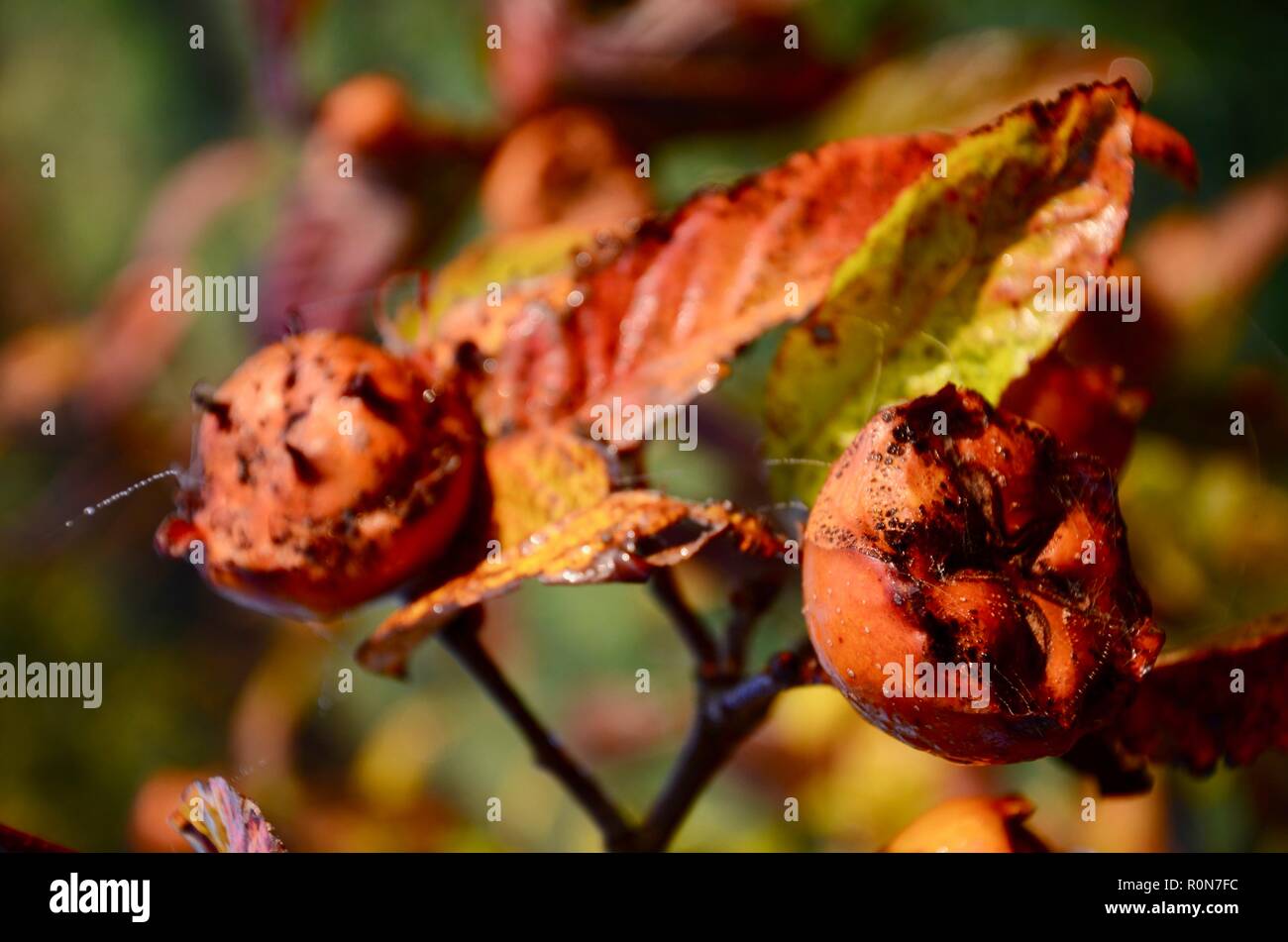 Nespola frutto (Mespilus germanica) su albero in autunno frutteto, Lincs, Inghilterra, Regno Unito. Foto Stock