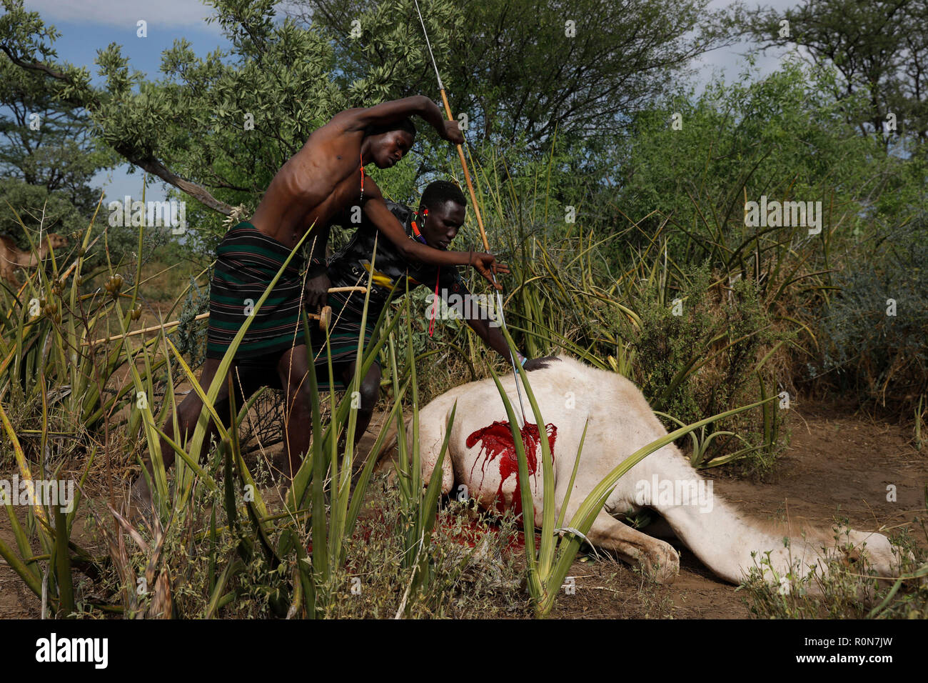 Un uomo spears ta camel durante una cerimonia di iniziazione in un Pokot comunità di comunità di pastori e nella contea di Baringo, Kenya, 2 ottobre 2018. Foto Stock