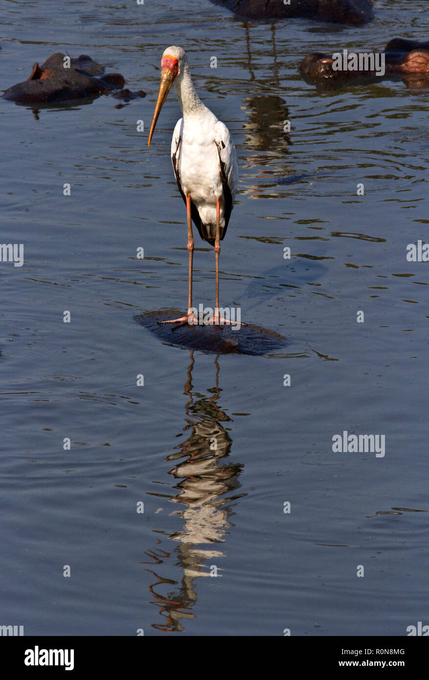 Il Giallo-fatturati Stork presenta una distribuzione in tutto il mondo nelle regioni tropicali e spesso noto come un legno Cicogna. Essi hanno una camminata veloce come essi wade attraverso t Foto Stock