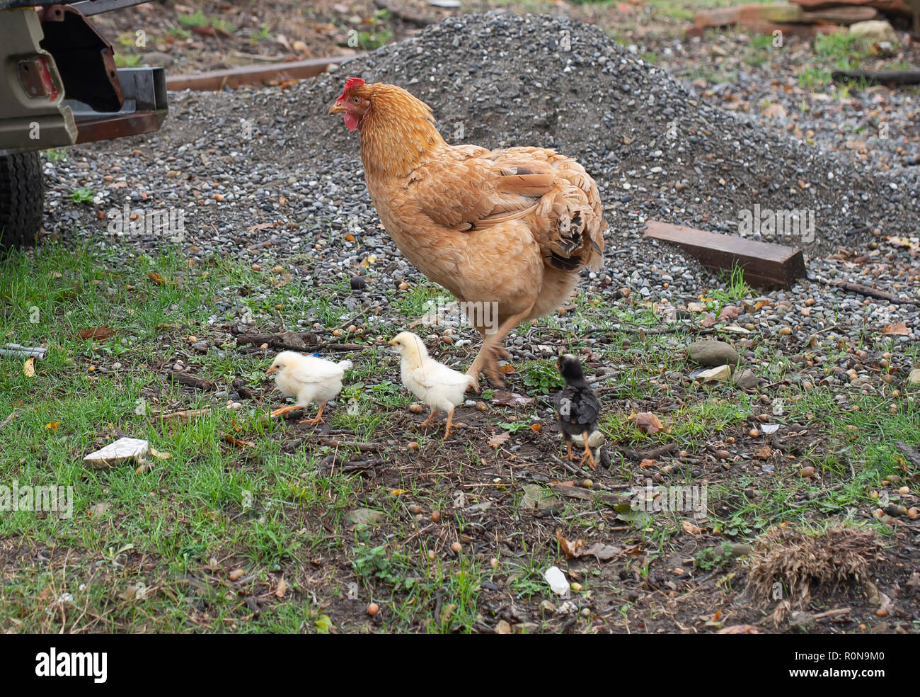 In stile rustico tradizionale intervallo libero allevamenti avicoli. Gallina e pulcini rovistando all aperto in Italia rurale. Foto Stock