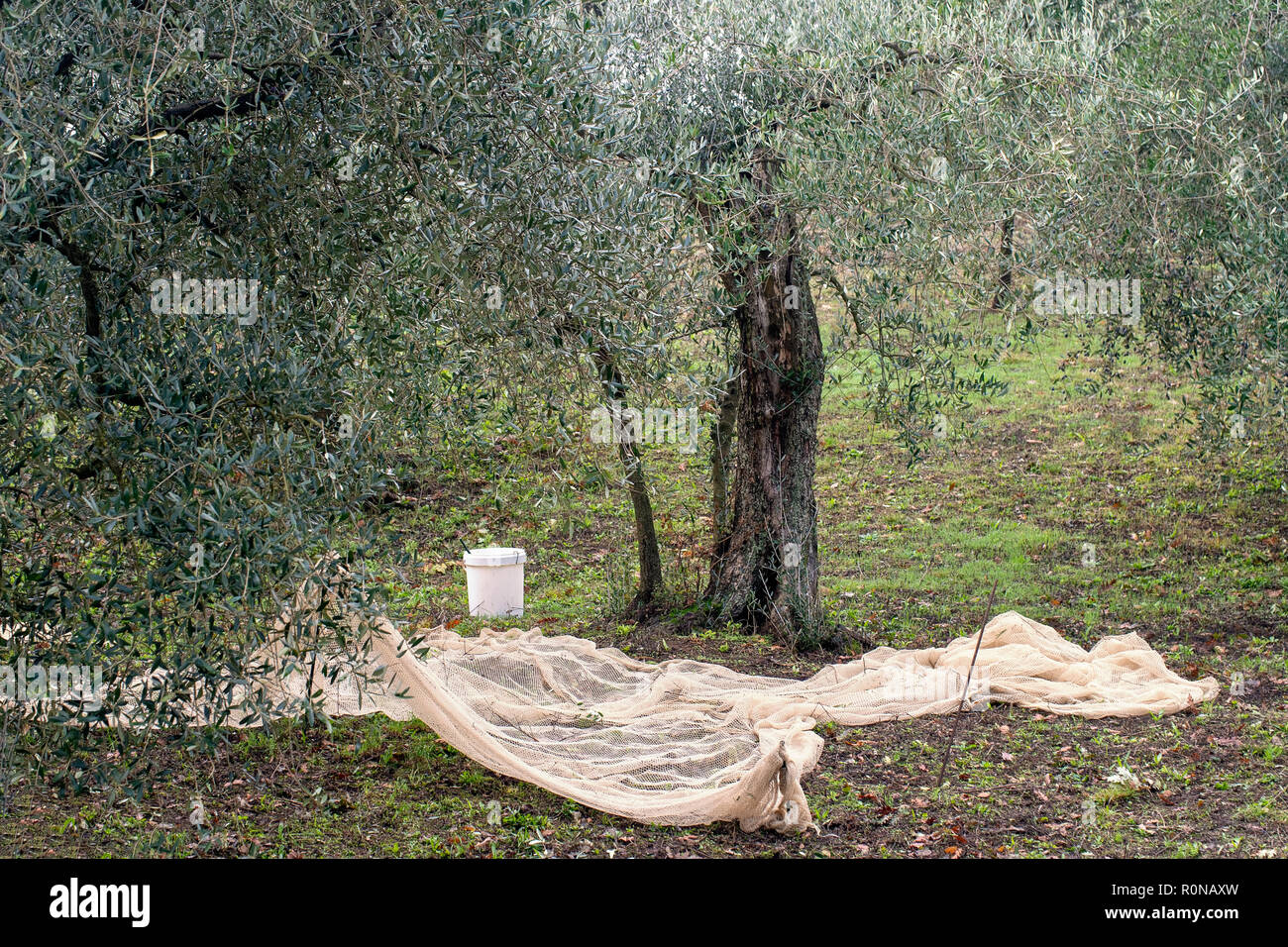 Preparativi per la raccolta delle olive in zone rurali a nord della Toscana con le reti già in posizione. Scala piccola agricoltura. Foto Stock