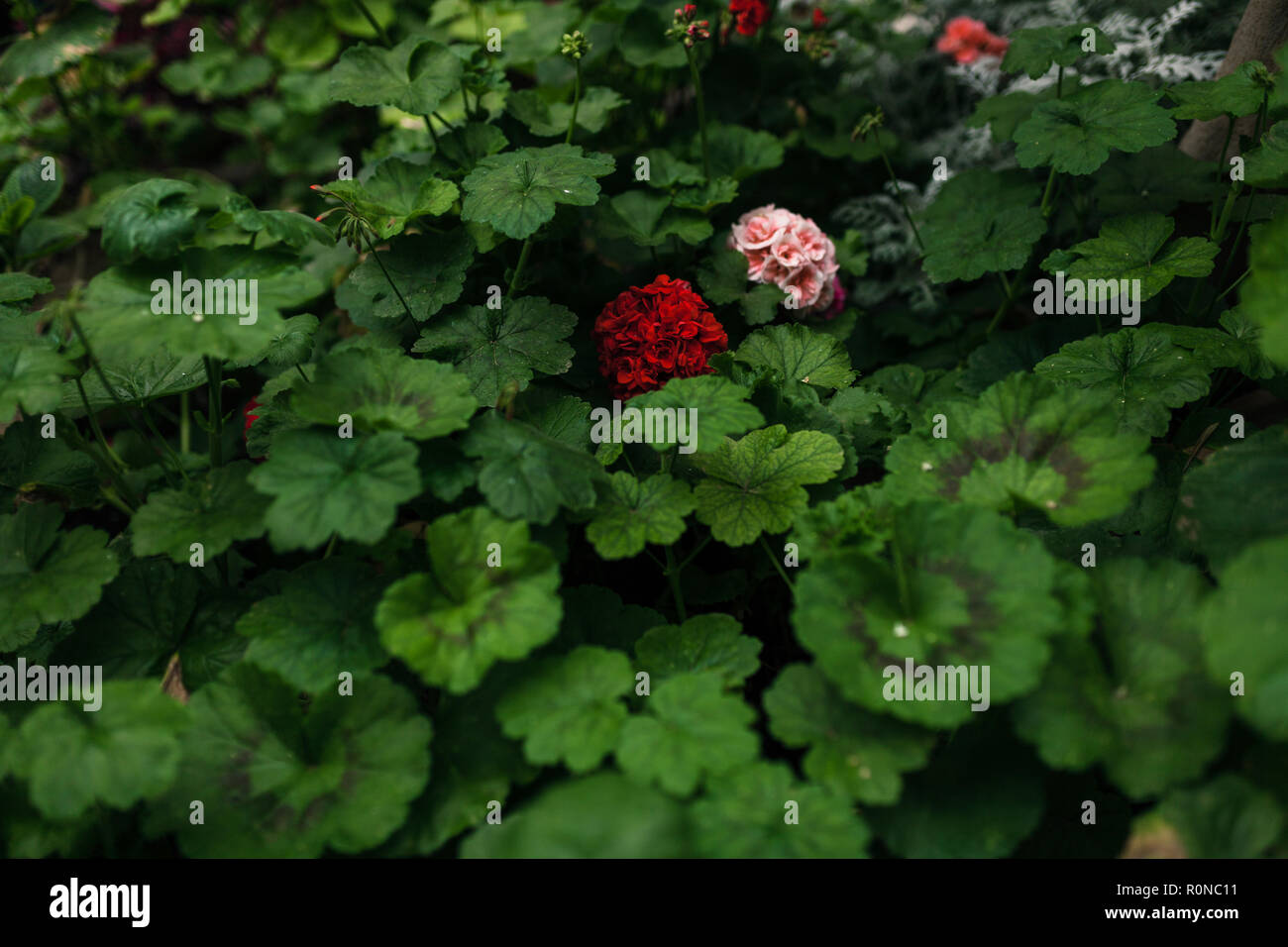 Il francese geranio fiori in un parco giochi di Córdoba Foto Stock