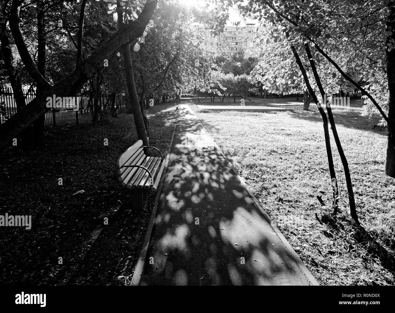 Alberi in cantiere a Mosca al mattino, foto in bianco e nero Foto Stock