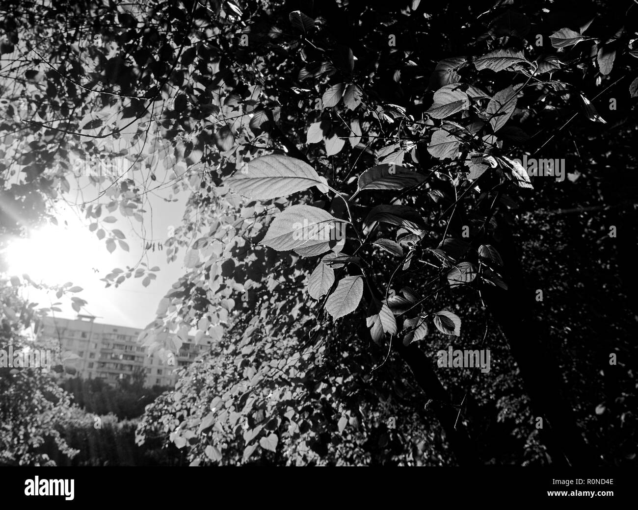 Alberi in cantiere a Mosca al mattino, foto in bianco e nero Foto Stock