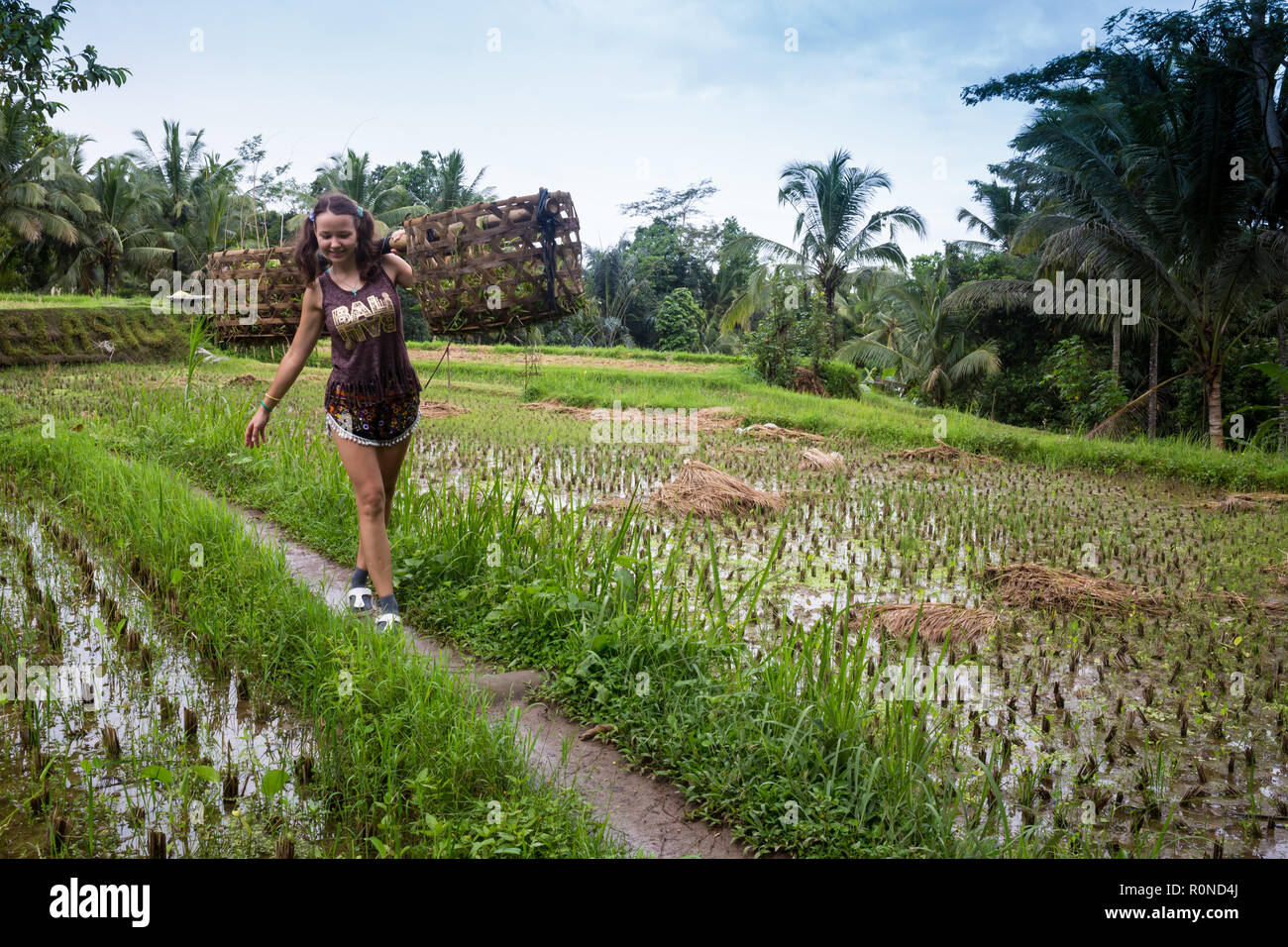 Ragazza turistica aiuta gli agricoltori a raccogliere il riso, indossa il riso raccolto in due cesti. Nel bel mezzo di campi di riso in Ubud, Bali, Indonesia. Foto Stock