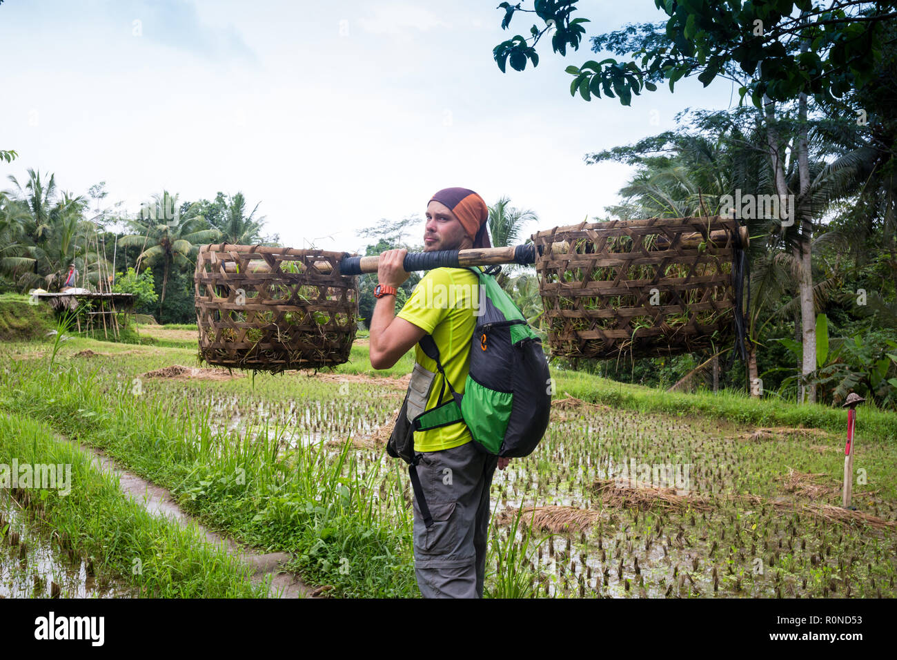 L'agricoltore Balinese con un cestello lavorando su verdi terrazze di riso UBUD, Indonesia Bali. Foto Stock