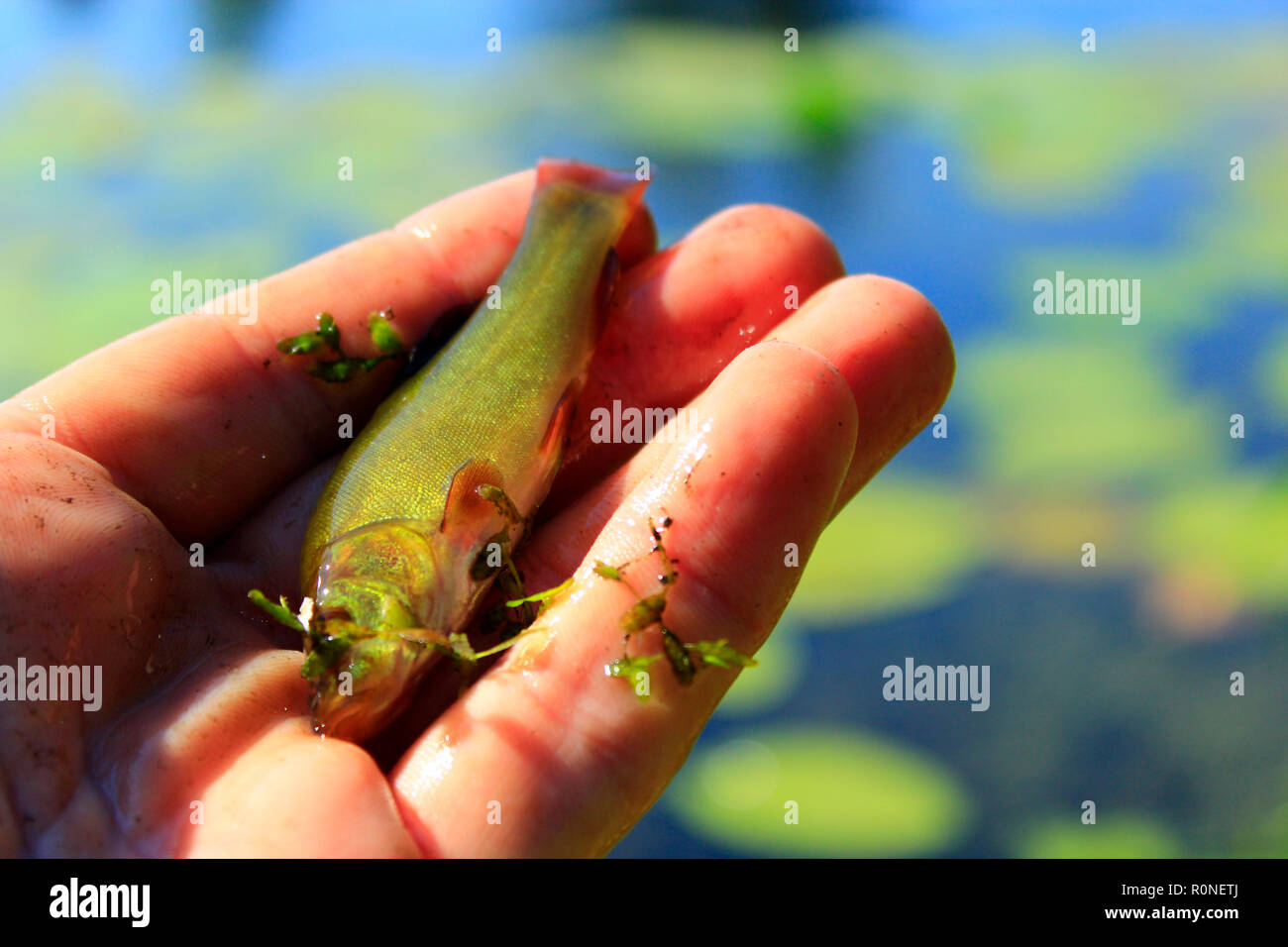 Piccola tinca catturati sulla canna da pesca. La pesca. Il pesce catturato sull'asta. Pesce sul gancio Foto Stock
