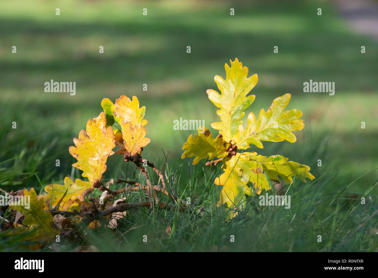 Illuminazione luce del sole su caduto autunno di foglie di quercia sull'erba. Regno Unito Foto Stock