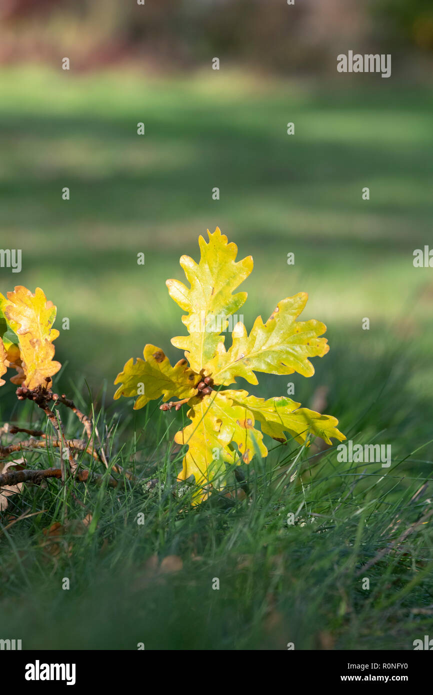 Illuminazione luce del sole su caduto autunno di foglie di quercia sull'erba. Regno Unito Foto Stock