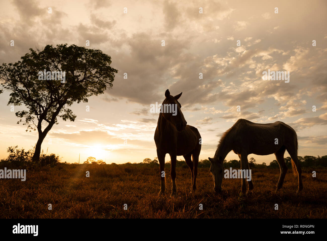 Cavalli nel Pantanal del Nord, Brasile Foto Stock
