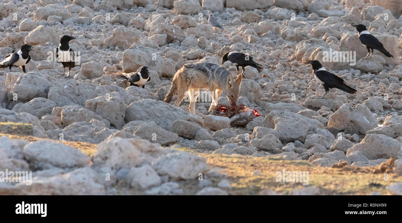 Il comportamento di animali - Un nero Backed Jackal ( Canis mesomelas ) difendendo il suo cibo dai corvi, il Parco Nazionale di Etosha, Namibia Africa Foto Stock