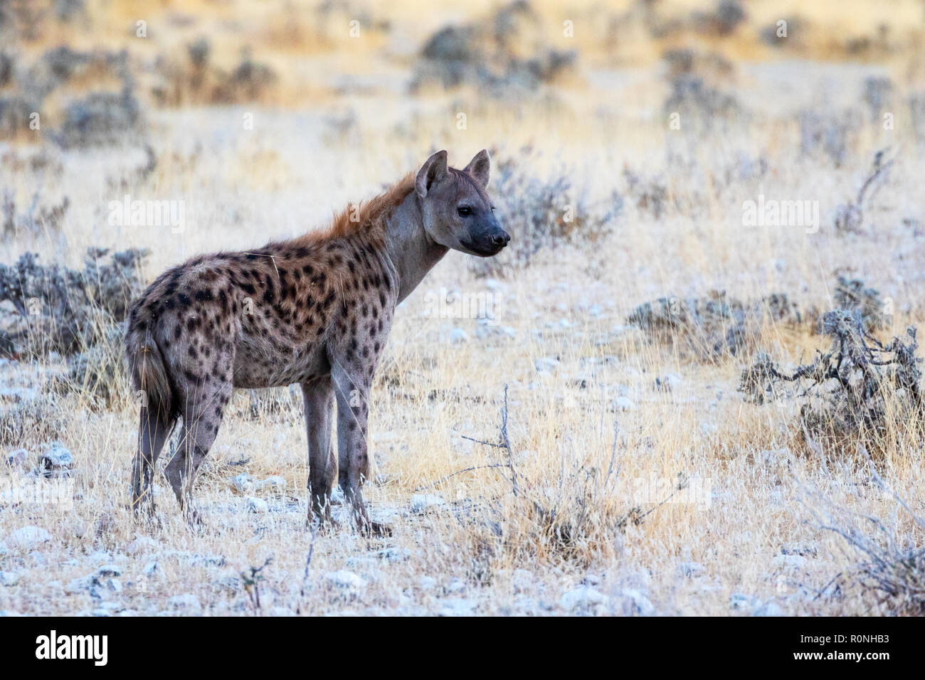 Avvistato iena, o ridere iena, Crocuta crocuta, un adulto, vista laterale, il Parco Nazionale di Etosha, Namibia, Africa Foto Stock