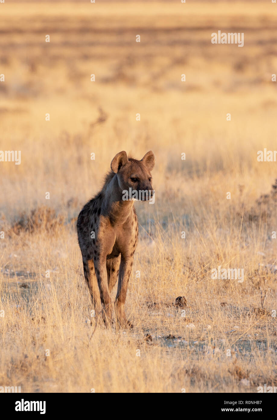 Avvistato iena, o ridere iena, Crocuta crocuta, un adulto, vista frontale, il Parco Nazionale di Etosha, Namibia, Africa Foto Stock