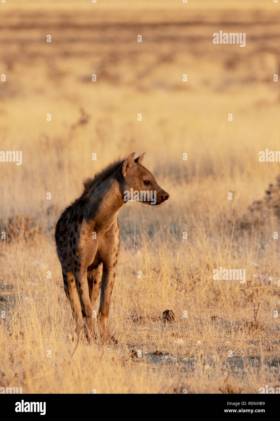 Avvistato iena, o ridere iena, Crocuta crocuta, un adulto, vista frontale, il Parco Nazionale di Etosha, Namibia, Africa Foto Stock