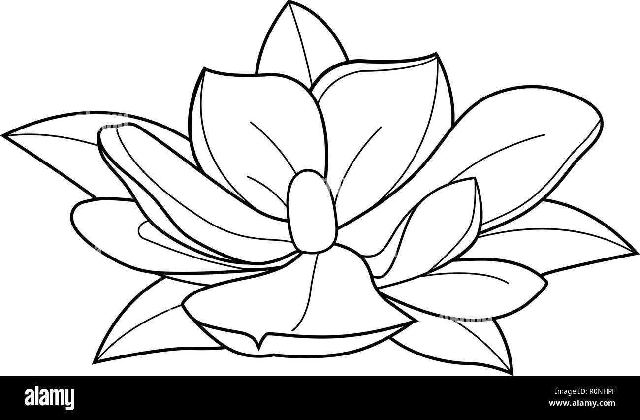 Illustrazione vettoriale di un fiore di magnolia. Bianco e nero illustrazione vettoriale Illustrazione Vettoriale