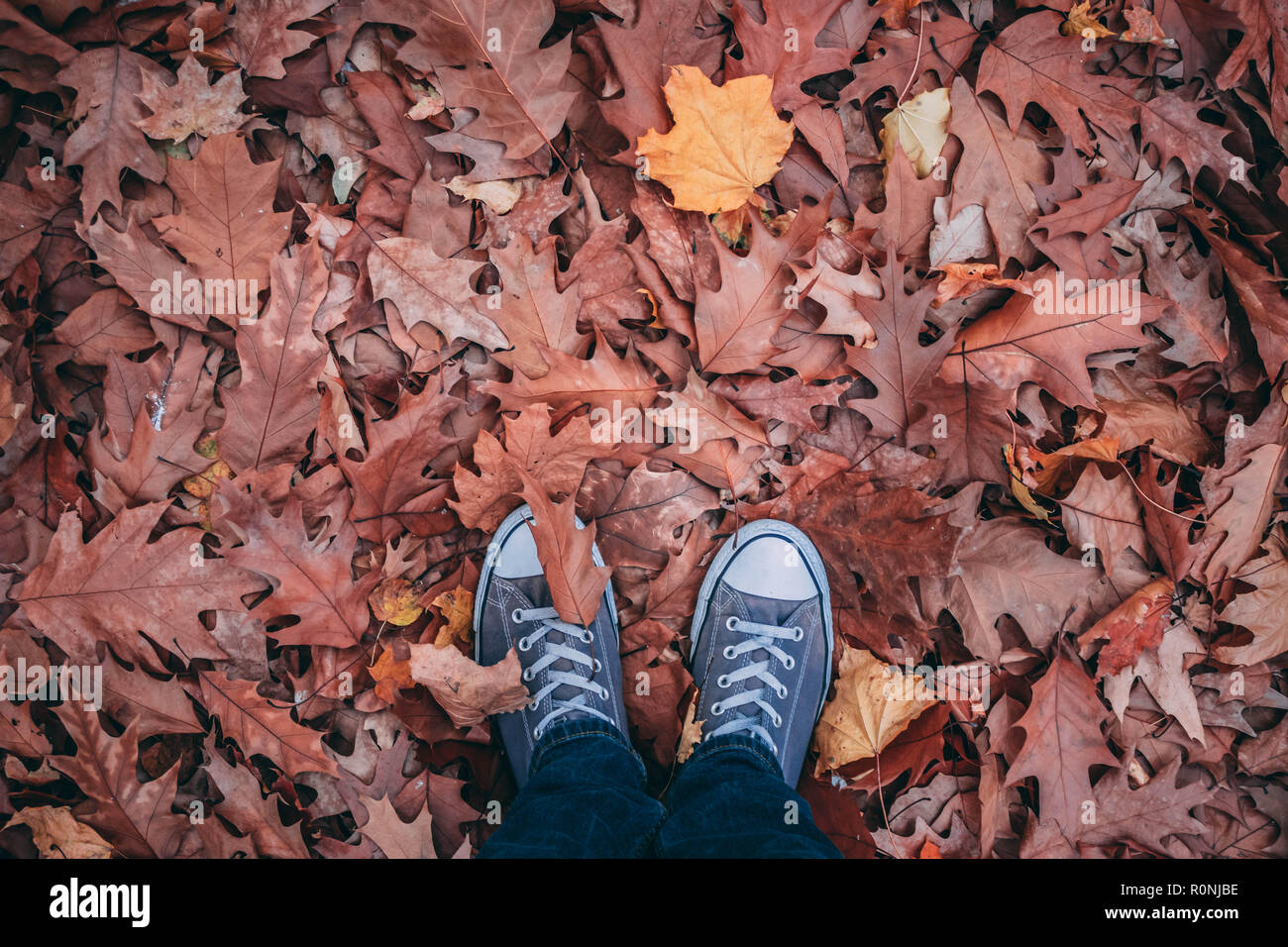 Sneakers in foglie Foto Stock