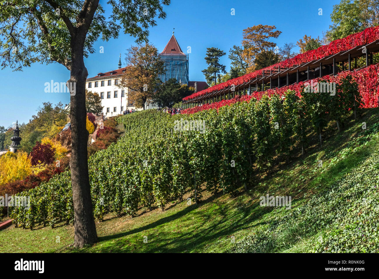 Il vigneto di San Venceslao è un piccolo vigneto, parte del complesso di giardini del castello di Praga, nella Repubblica Ceca Foto Stock