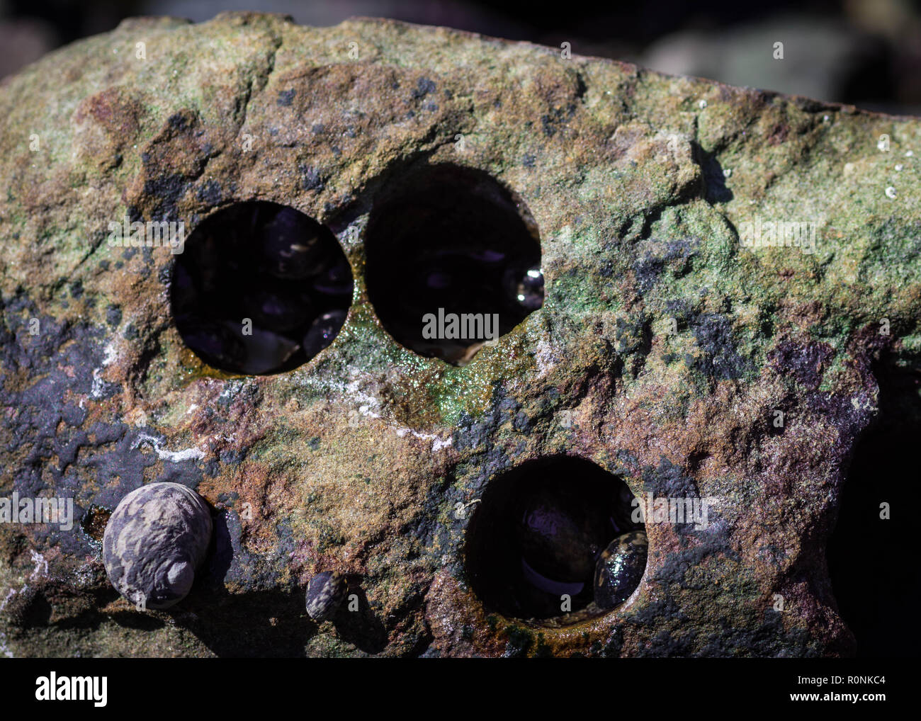 Perfetto fori circolari in un mare di roccia o pietra del mare causato da conchiglie di mare. Immagine ravvicinata. Foto Stock