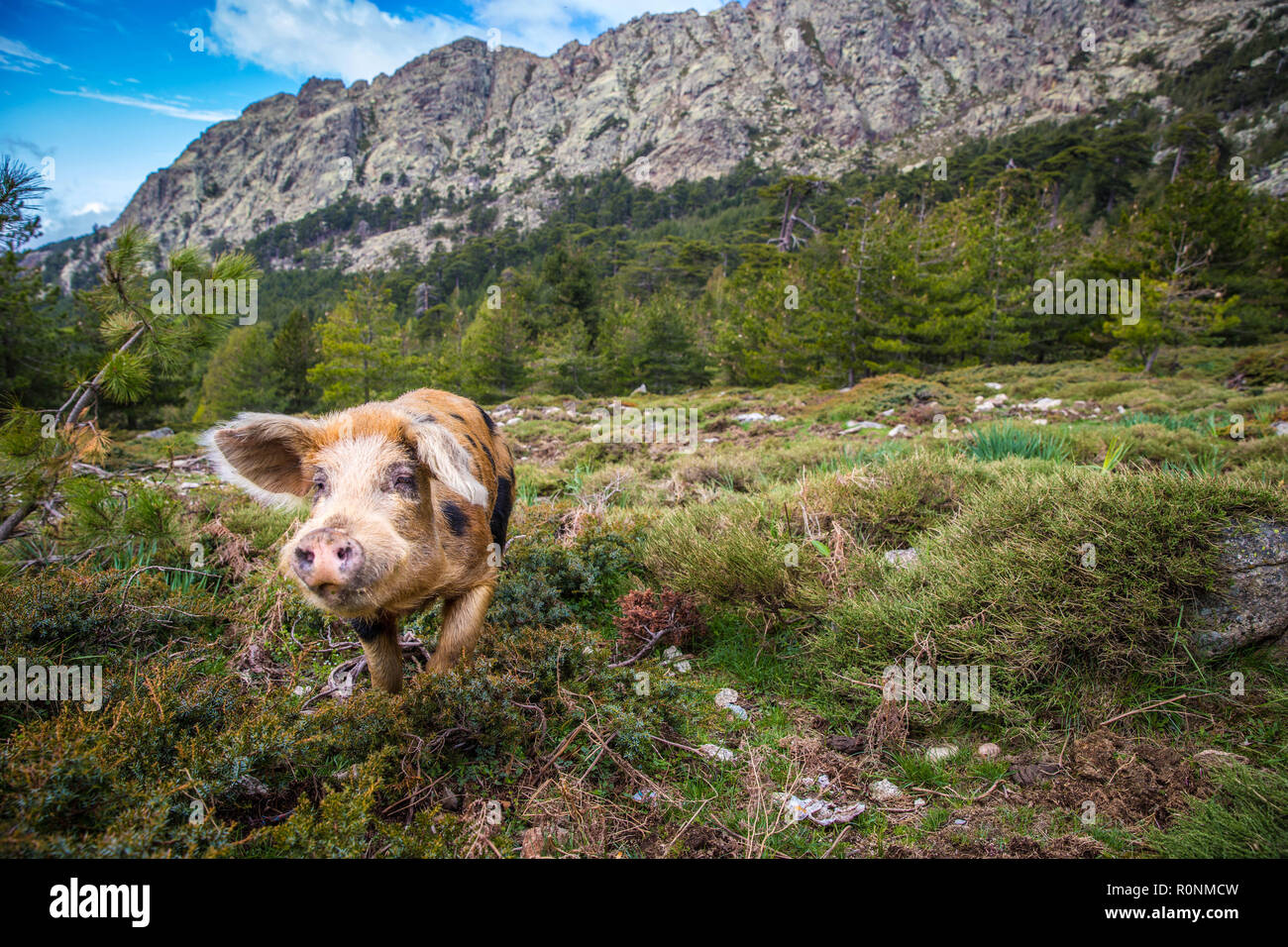 Maiale selvatico nelle montagne della Corsica, cochon sauvage dans les montagnes corses Foto Stock