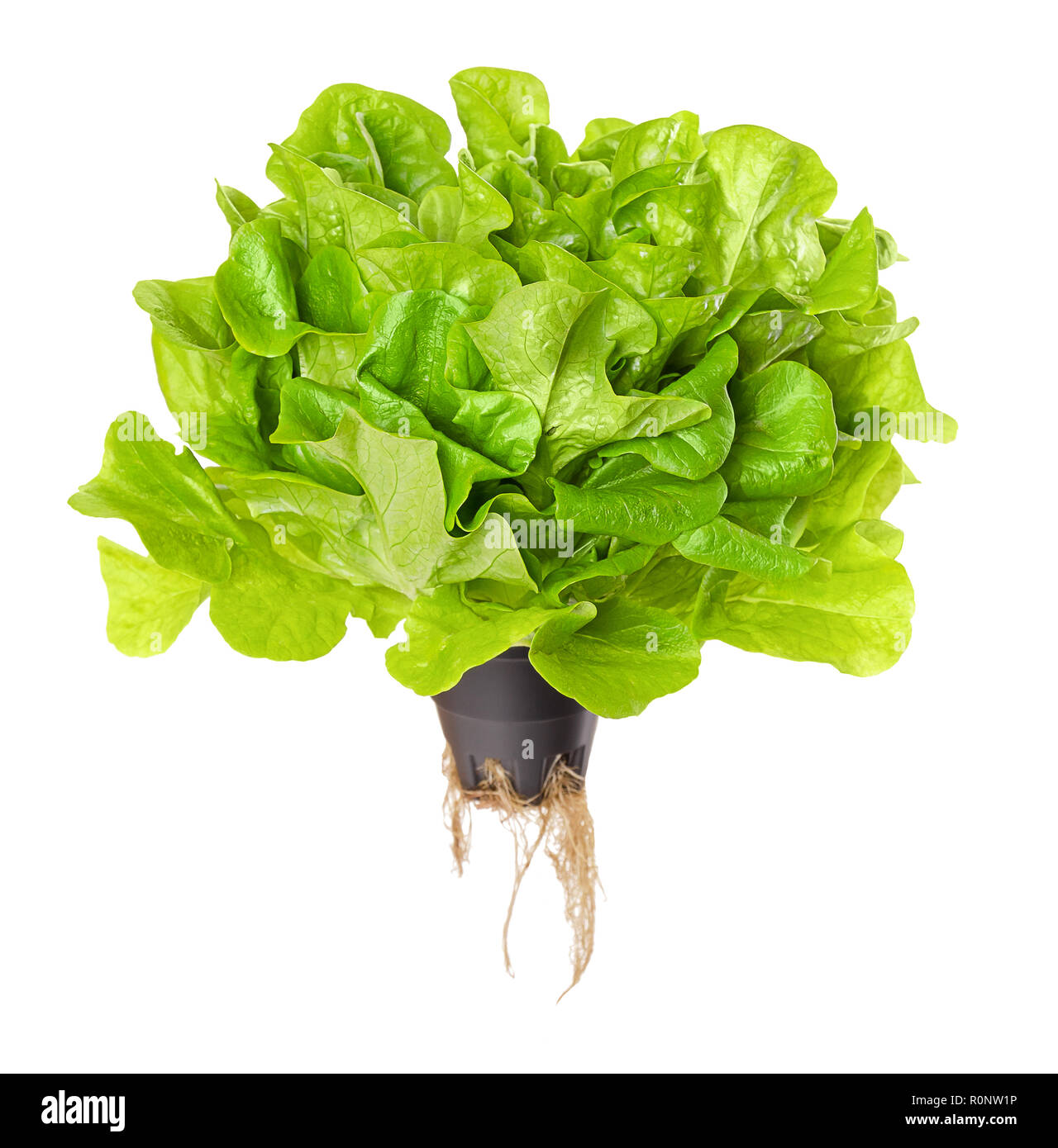 Salanova verde insalata vivente su bianco. Foglie di quercia lattuga in contenitore di plastica con radici. Un taglio pronto, allentati foglie di lattuga. Foto Stock