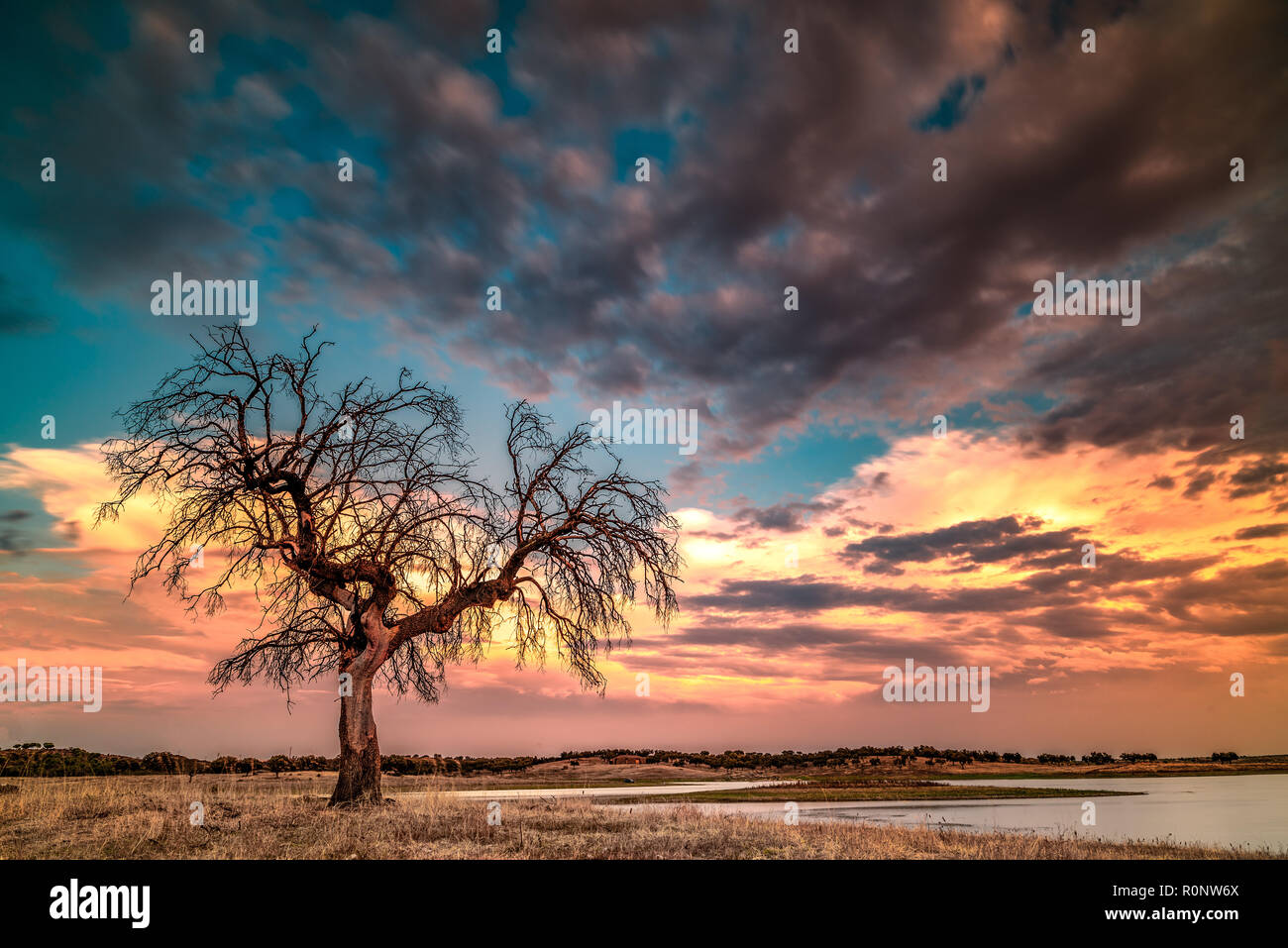 Lone Tree da un lago al tramonto, Portogallo Foto Stock