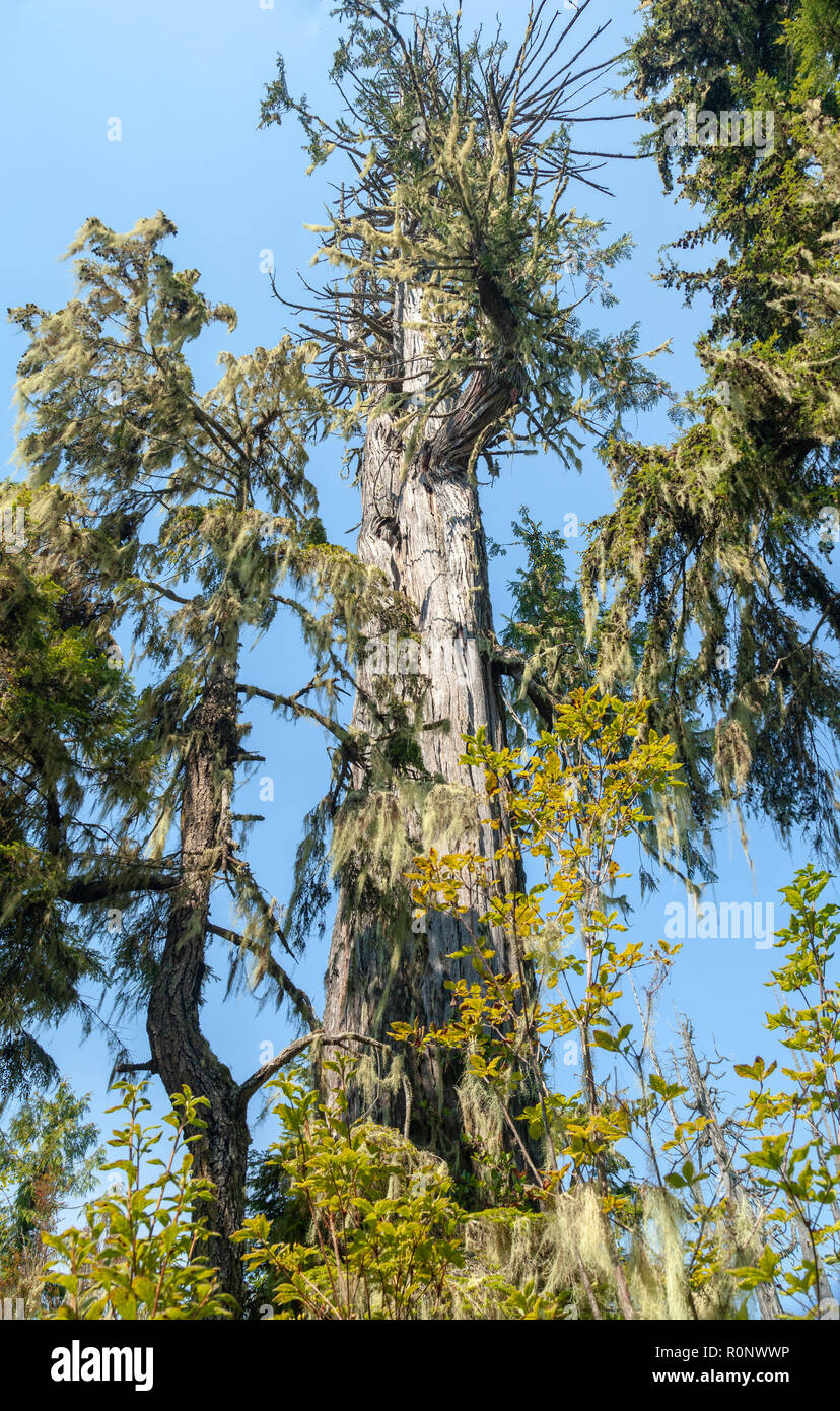 Basso angolo di visualizzazione albero di cedro, Alert Bay, British Columbia, Canada Foto Stock