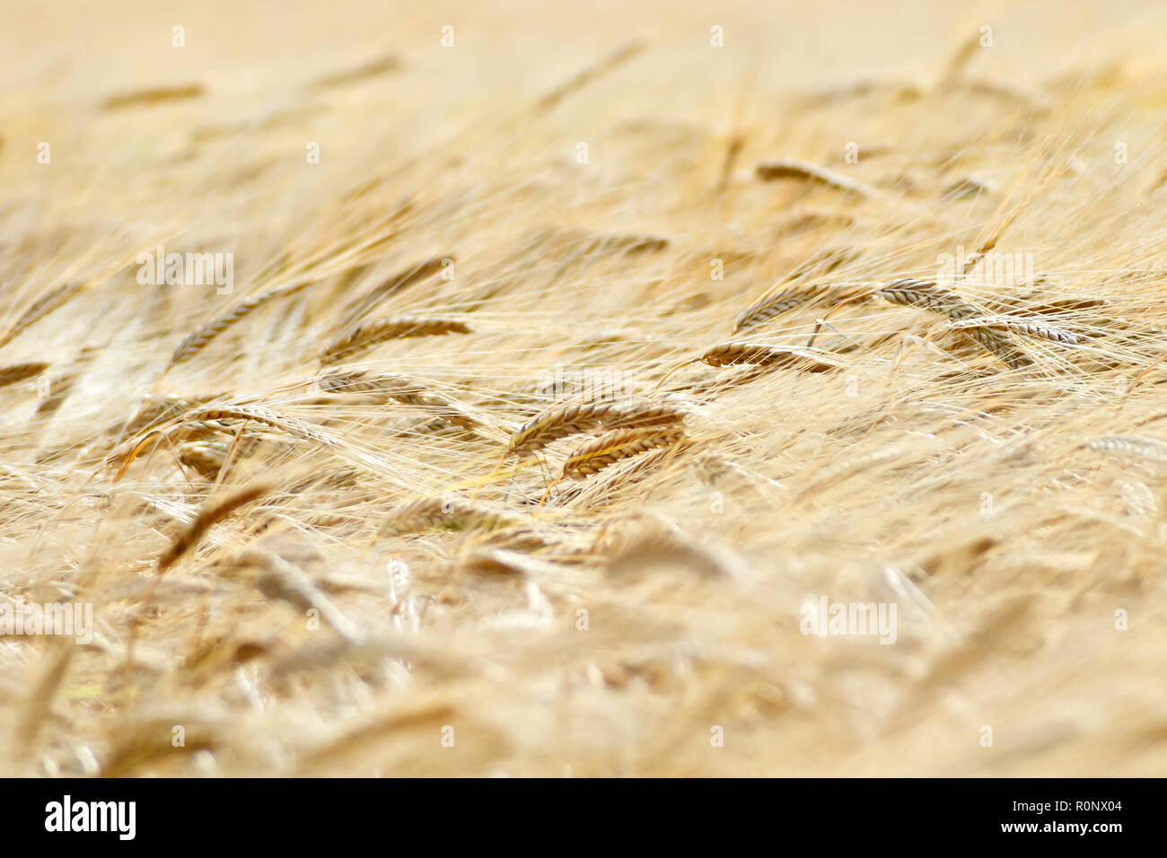 In prossimità di un campo di orzo è quasi pronto per la mietitura. Foto Stock