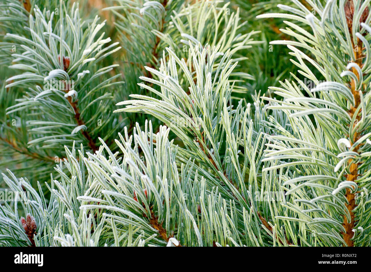 Di Pino silvestre (Pinus sylvestris), una chiusura degli aghi leggermente rivestita in gelo e illuminata da un caldo ma debole sole invernale. Foto Stock
