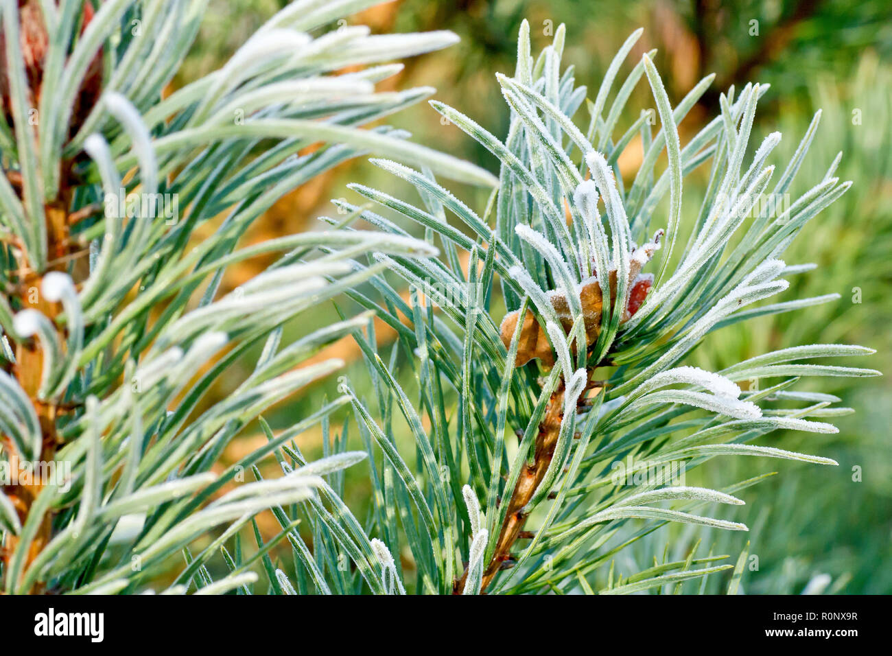 Di Pino silvestre (Pinus sylvestris), una chiusura degli aghi leggermente rivestita in gelo e illuminata da un caldo ma debole sole invernale. Foto Stock