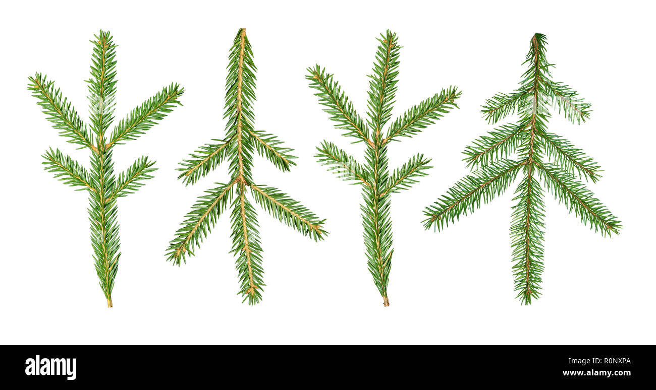 Un abete Abies sibirica ramo è isolato su uno sfondo bianco. Foto Stock