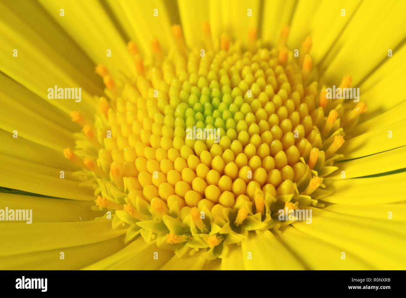 Leopard's Bane (doronicum pardalianches), in prossimità del centro del fiore. Foto Stock