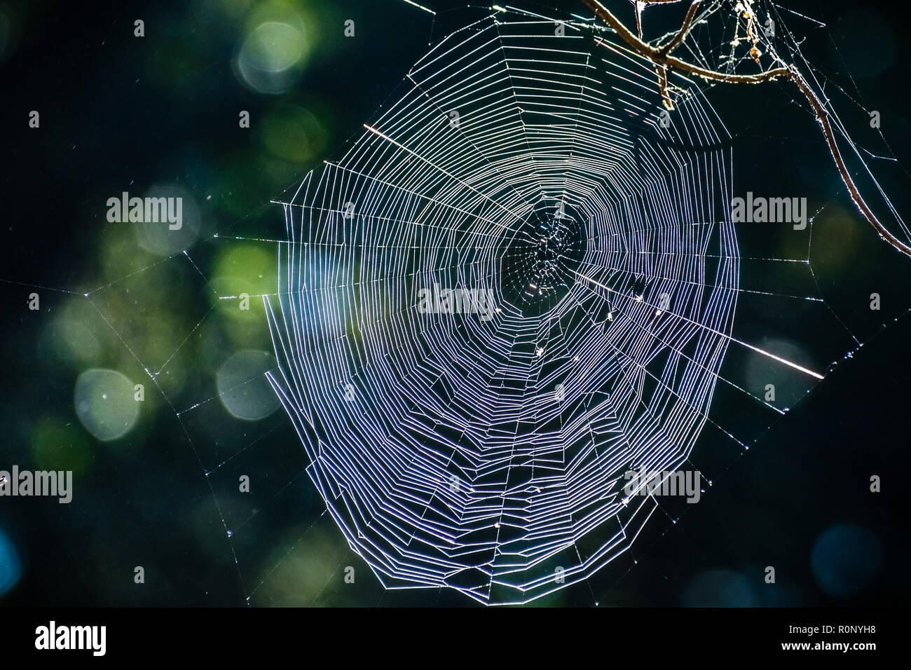 Shiny spiderweb su sfondo scuro; concetto per Halloween Foto Stock