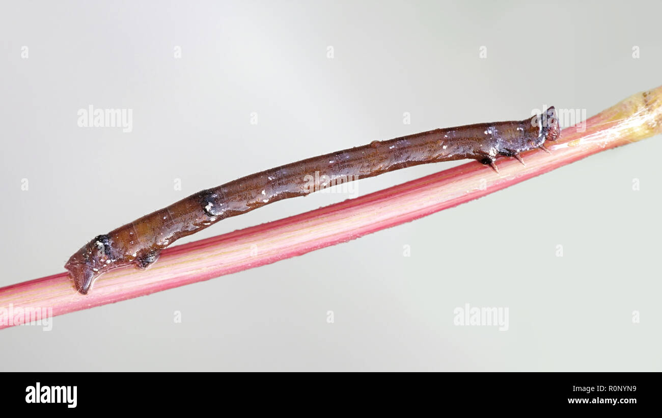 Pepati moth larva, Biston betularius, mimando ramoscello Foto Stock