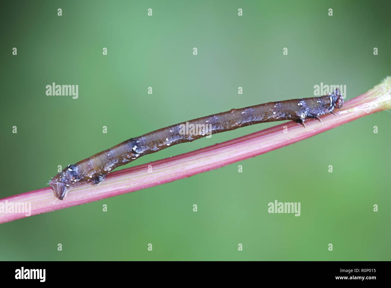 Pepati moth larva, Biston betularius, mimando ramoscello Foto Stock