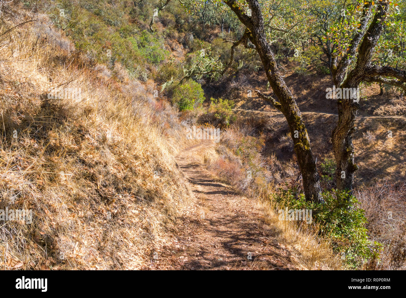 Sentiero escursionistico a Palo Alto sulle colline del parco, San Francisco Bay Area, California Foto Stock