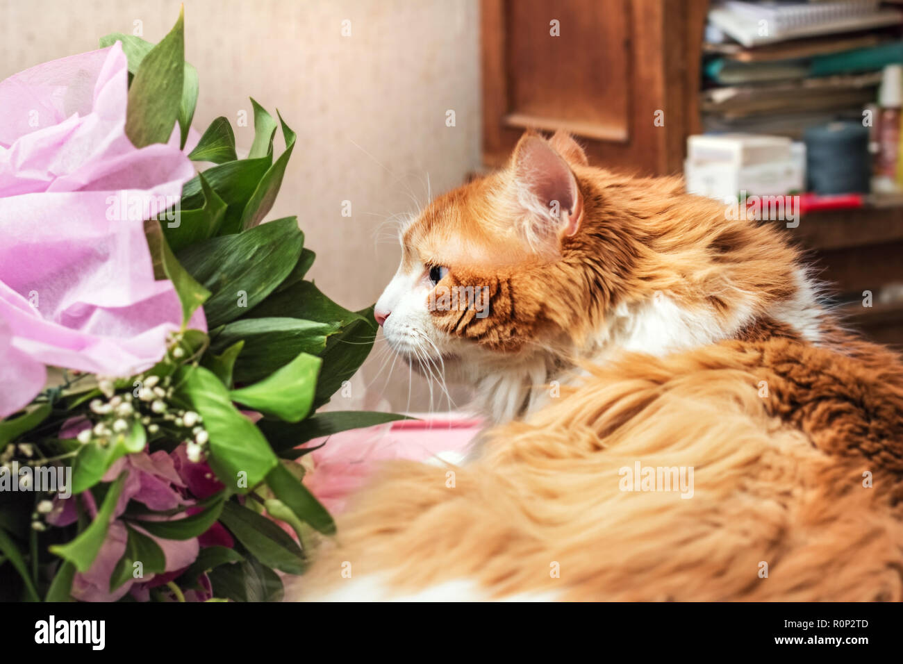 Bellezza adulto gatto rosso e mazzo di fiori in camera home Foto Stock