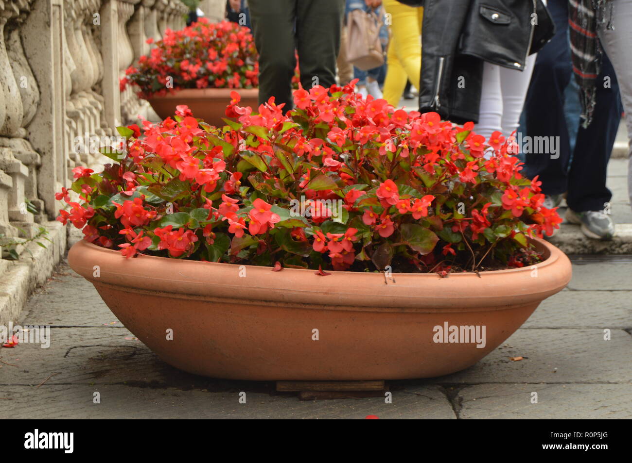 Grande Vaso di fiori in un fiore begonia è in piedi sulle scale Cordonata  su Capitol Hill Foto stock - Alamy