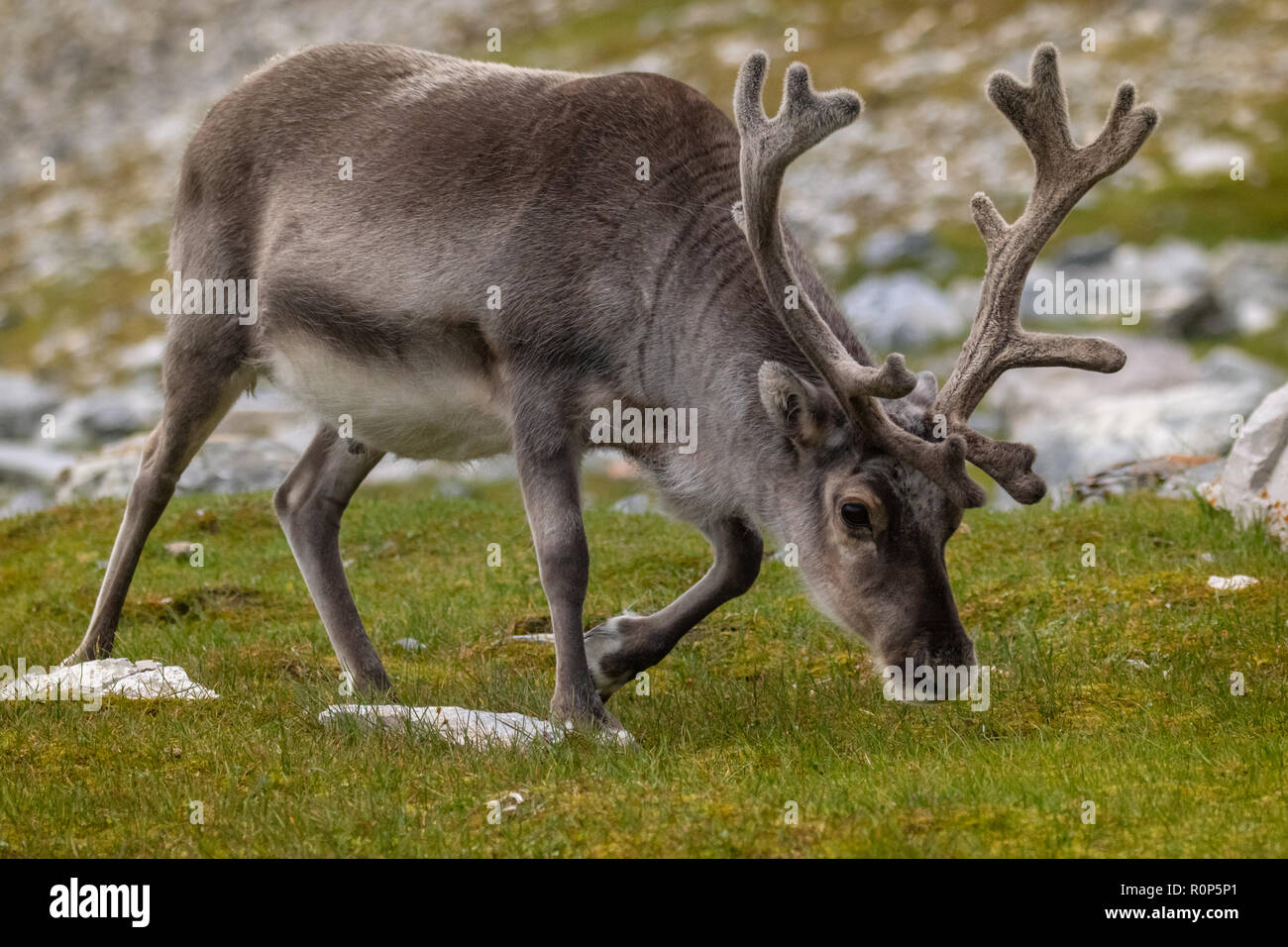 Un maschio di renna delle Svalbard Rangifer tarandus platyrhynchus la piu piccola sottospecie di Reideer trovata solo nelle isole Svalbard. Cappotto di estate Foto stock Alamy